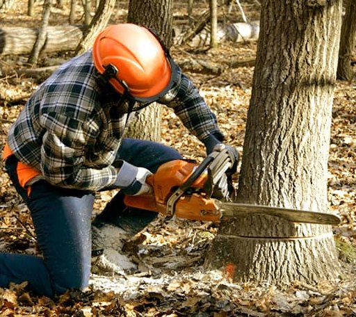 Tree Removal in Paris, MS